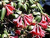 R. cinnabarinum roylei